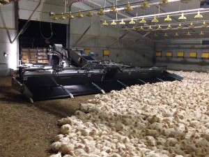 CHICKEN LOADER Archives - GTC Agricultural